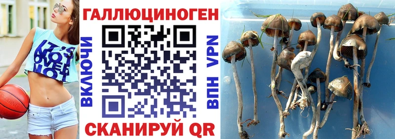 Галлюциногенные грибы мухоморы  где купить наркоту  Татарск 